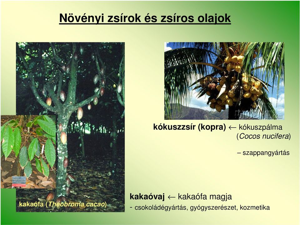 szappangyártás kakaófa (Theobroma cacao)