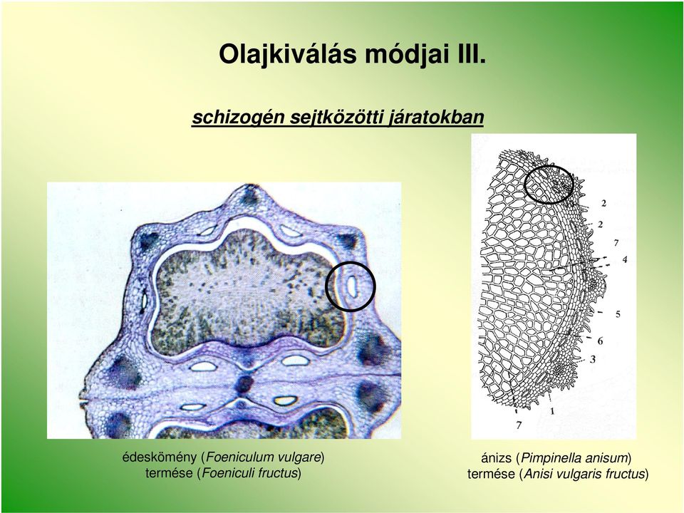 (Foeniculum vulgare) termése (Foeniculi