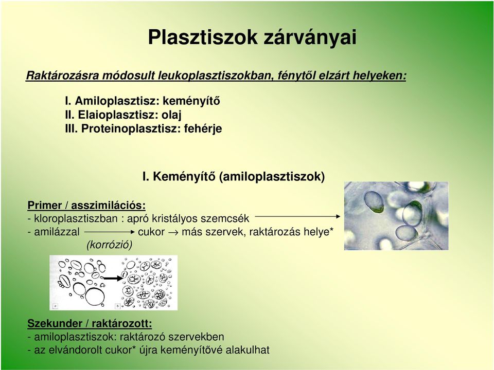 Keményítő (amiloplasztiszok) Primer / asszimilációs: - kloroplasztiszban : apró kristályos szemcsék - amilázzal