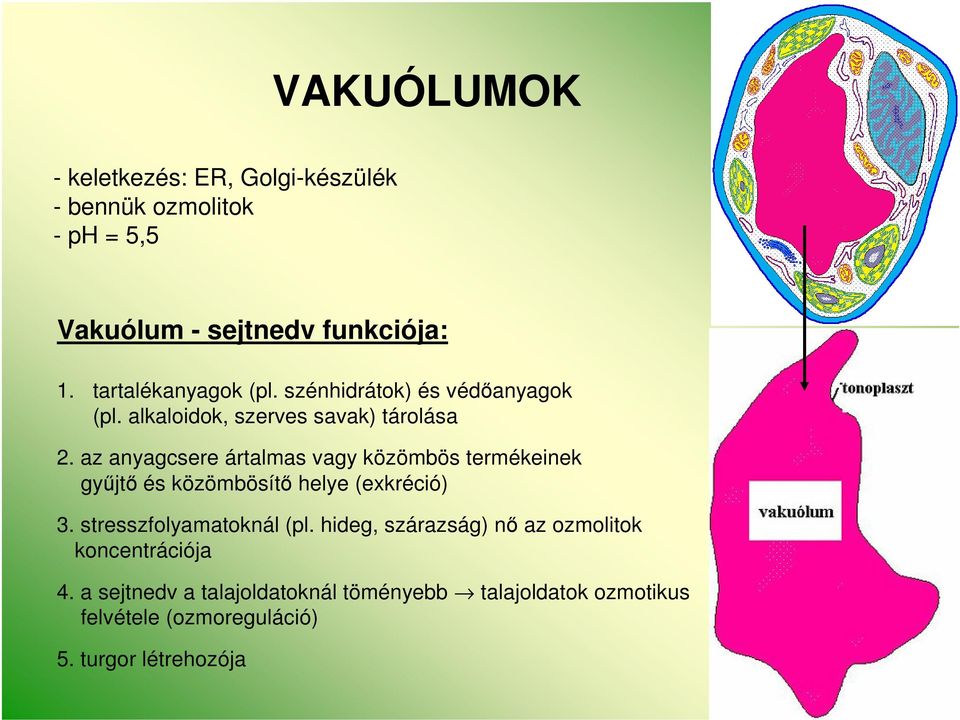 az anyagcsere ártalmas vagy közömbös termékeinek gyűjtő és közömbösítő helye (exkréció) 3. stresszfolyamatoknál (pl.