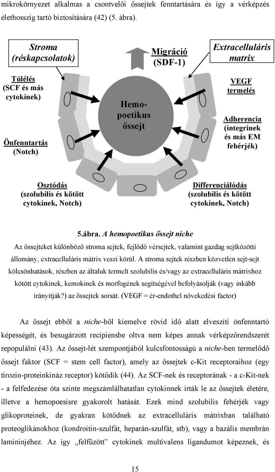 Osztódás (szolubilis és kötött cytokinek, Notch) Differenciálódás (szolubilis és kötött cytokinek, Notch) 5.ábra.