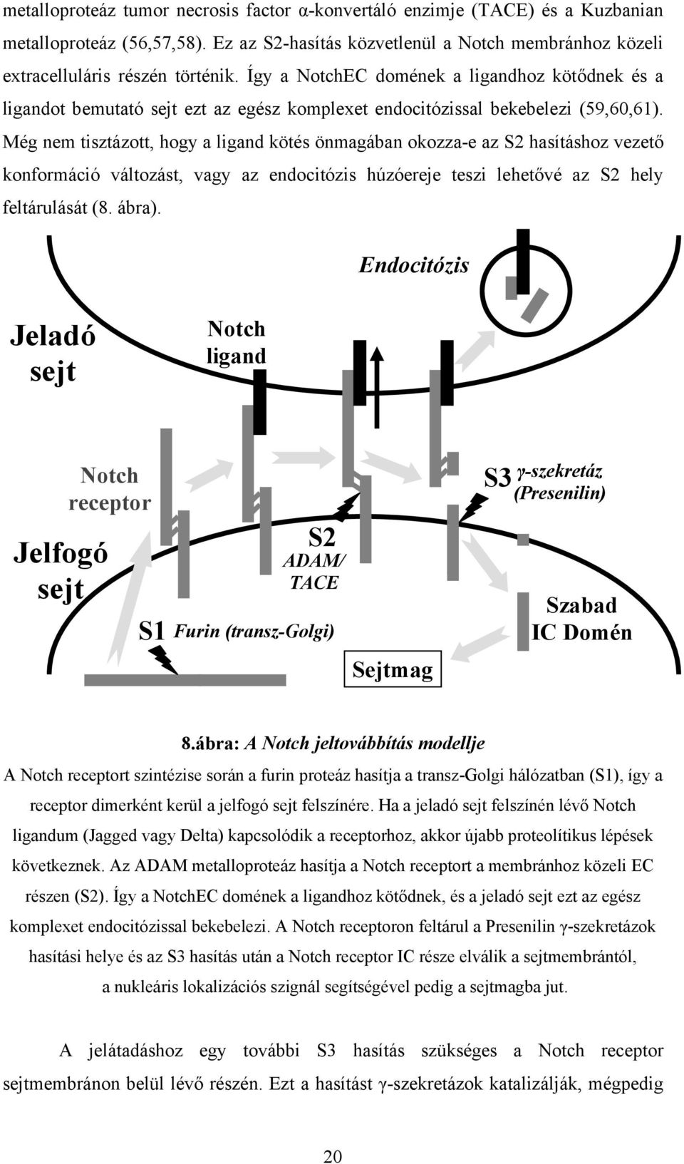 Még nem tisztázott, hogy a ligand kötés önmagában okozza-e az S2 hasításhoz vezető konformáció változást, vagy az endocitózis húzóereje teszi lehetővé az S2 hely feltárulását (8. ábra).