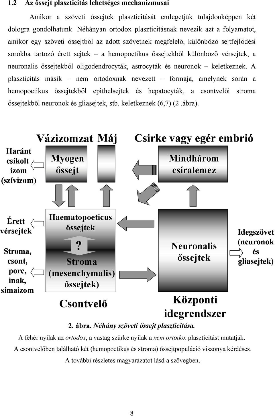 különböző vérsejtek, a neuronalis őssejtekből oligodendrocyták, astrocyták és neuronok keletkeznek.