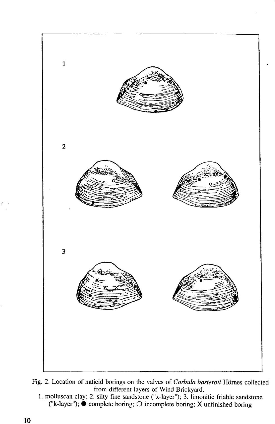 collected from different layers of Wind Brickyard. 1. molluscan clay; 2.