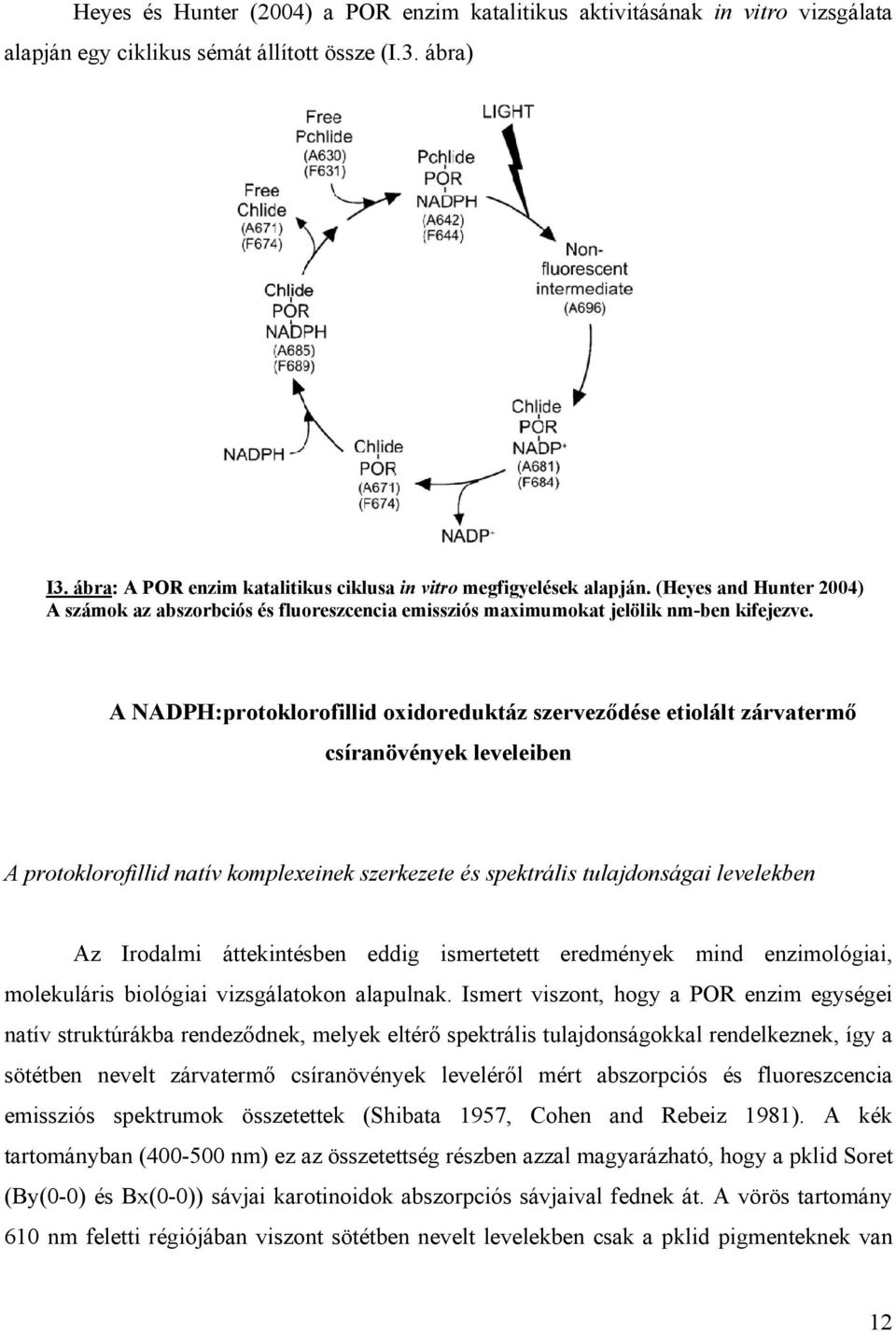 A NADPH:protoklorofillid oxidoreduktáz szerveződése etiolált zárvatermő csíranövények leveleiben A protoklorofillid natív komplexeinek szerkezete és spektrális tulajdonságai levelekben Az Irodalmi