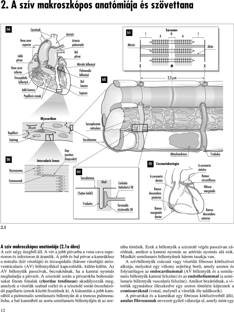 Connexonok Intercalaris lemez Gap junction (kapcsolat) (e) Sarcolemma [Sejten belül] Diad Corbular (tubularis) SR (f) Coronariakeringés A.