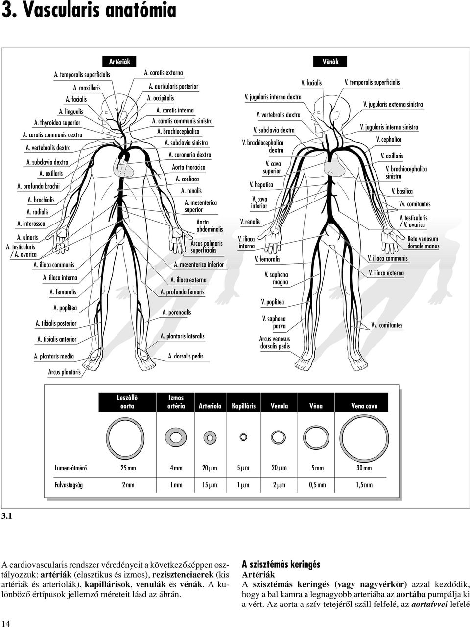 tibialis anterior A. plantaris media Artériák A. carotis externa A. auricularis posterior A. occipitalis A. carotis interna A. carotis communis sinistra A. brachiocephalica A. subclavia sinistra A.