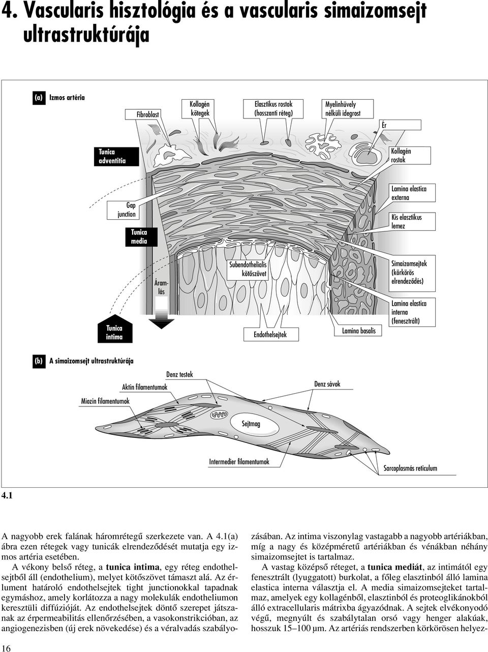 (körkörös elrendezôdés) Lamina elastica interna (fenesztrált) (b) A simaizomsejt ultrastruktúrája Denz testek Aktin filamentumok Miozin filamentumok Denz sávok Sejtmag Intermedier filamentumok