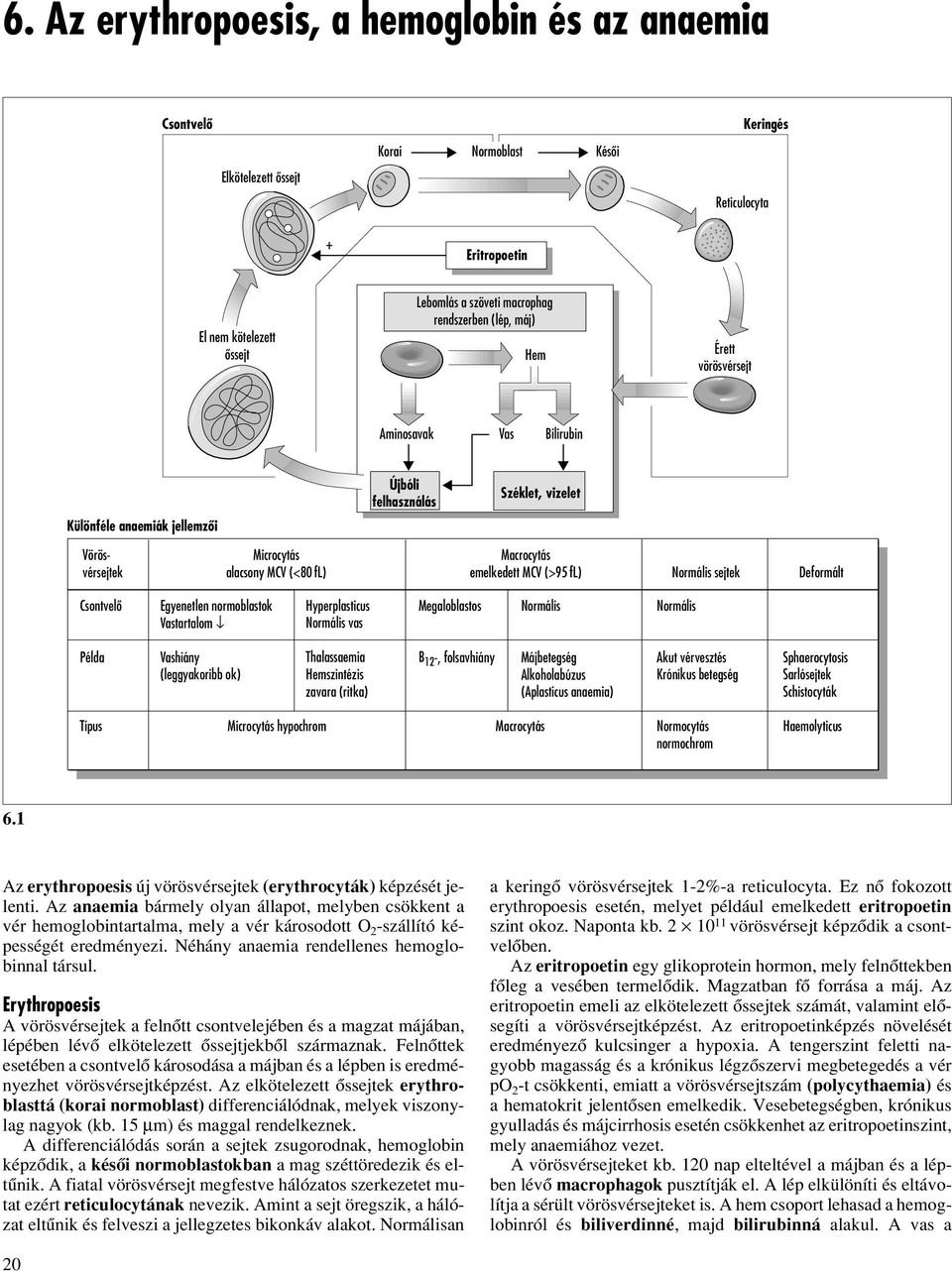 emelkedett MCV (>95 fl) Normális sejtek Deformált Csontvelô Egyenetlen normoblastok Vastartalom Hyperplasticus Normális vas Megaloblastos Normális Normális Példa Vashiány (leggyakoribb ok)