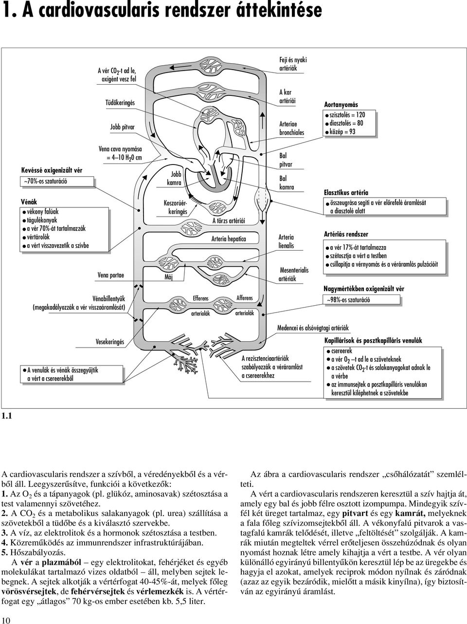 0 cm Vena portae Vénabillentyûk (megakadályozzák a vér visszaáramlását) Jobb kamra Koszorúérkeringés Máj Efferens arteriolák A törzs artériái Arteria hepatica Afferens arteriolák Bal pitvar Bal kamra