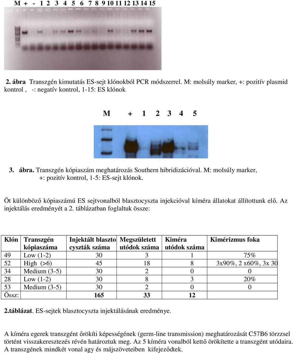 M: molsúly marker, +: pozitív kontrol, 1-5: ES-sejt klónok. Öt különböző kópiaszámú ES sejtvonalból blasztocyszta injekcióval kíméra állatokat állítottunk elő. Az injektálás eredményét a 2.