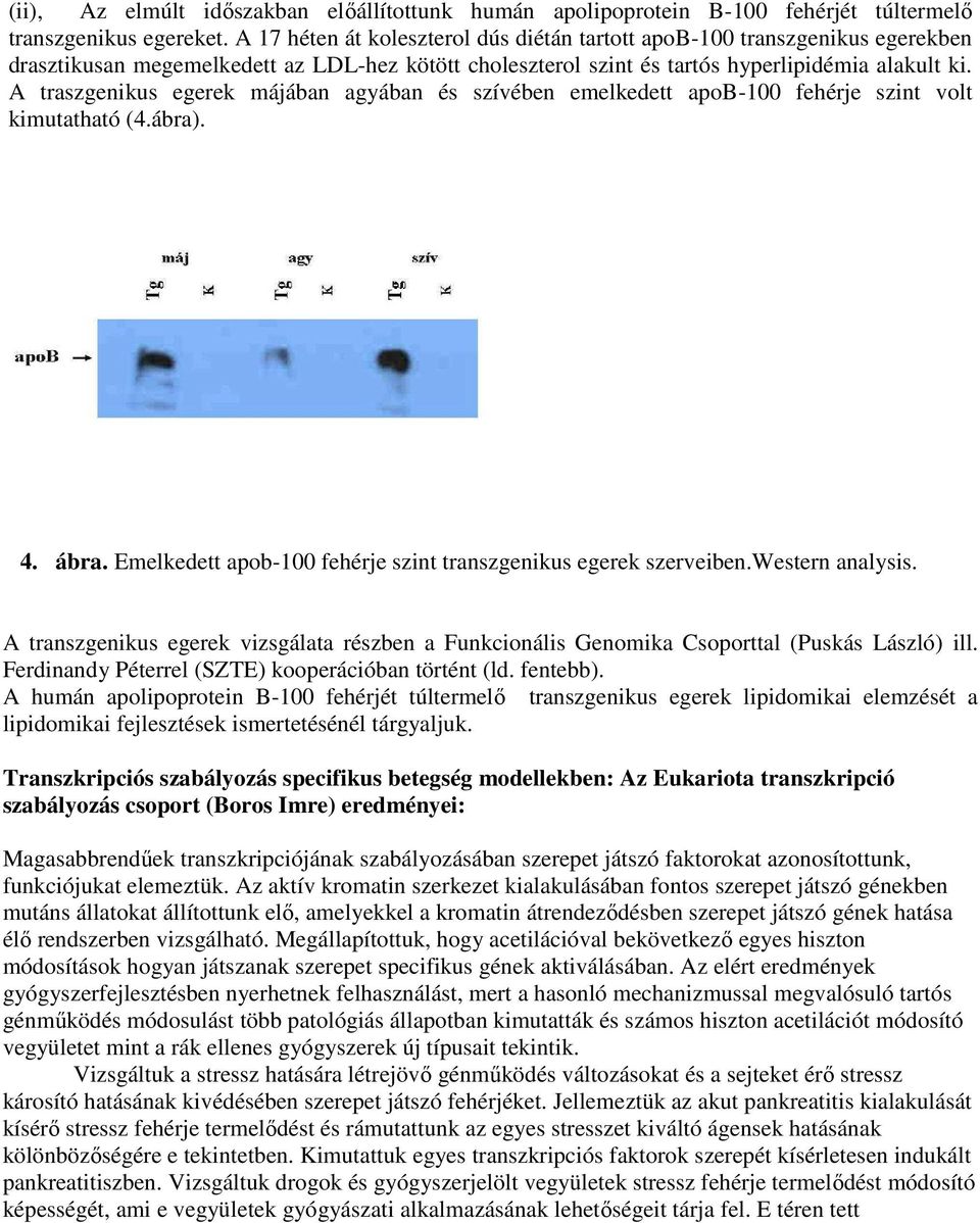 A traszgenikus egerek májában agyában és szívében emelkedett apob-100 fehérje szint volt kimutatható (4.ábra). 4. ábra. Emelkedett apob-100 fehérje szint transzgenikus egerek szerveiben.