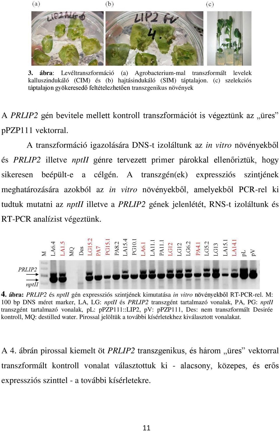 A transzformáció igazolására DNS-t izoláltunk az in vitro növényekből és PRLIP2 illetve nptii génre tervezett primer párokkal ellenőriztük, hogy sikeresen beépült-e a célgén.