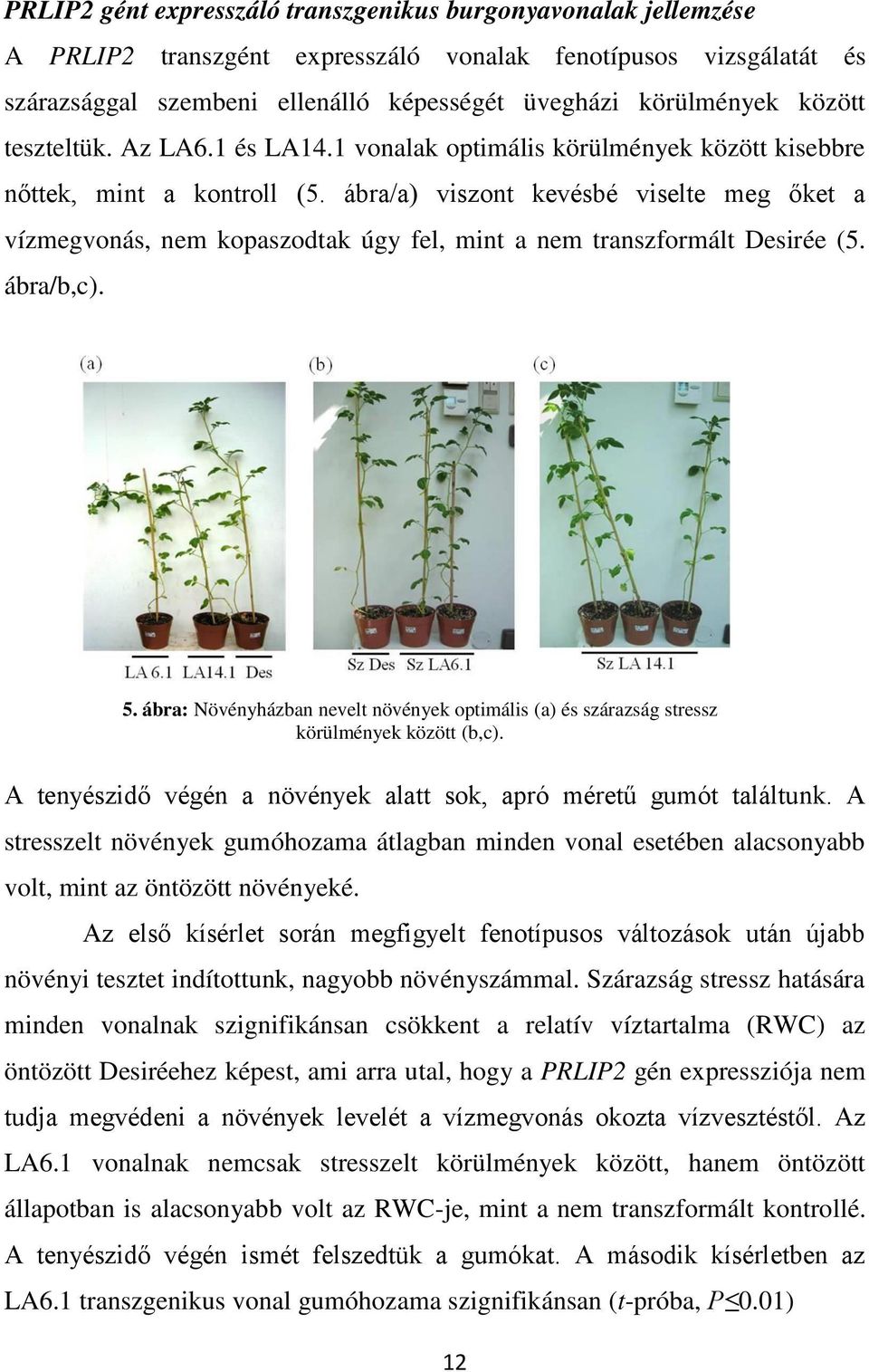ábra/a) viszont kevésbé viselte meg őket a vízmegvonás, nem kopaszodtak úgy fel, mint a nem transzformált Desirée (5. ábra/b,c). 5.