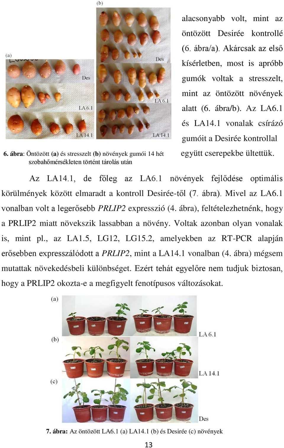 1, de főleg az LA6.1 növények fejlődése optimális körülmények között elmaradt a kontroll Desirée-től (7. ábra). Mivel az LA6.1 vonalban volt a legerősebb PRLIP2 expresszió (4.
