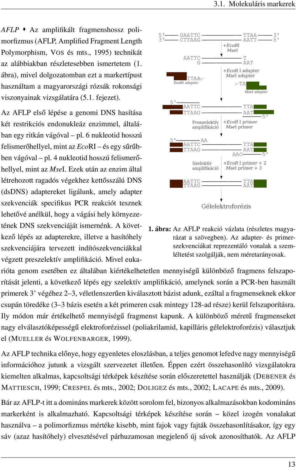 Az AFLP első lépése a genomi DNS hasítása két restrikciós endonukleáz enzimmel, általában egy ritkán vágóval pl. 6 nukleotid hosszú felismerőhellyel, mint az EcoRI és egy sűrűbben vágóval pl.