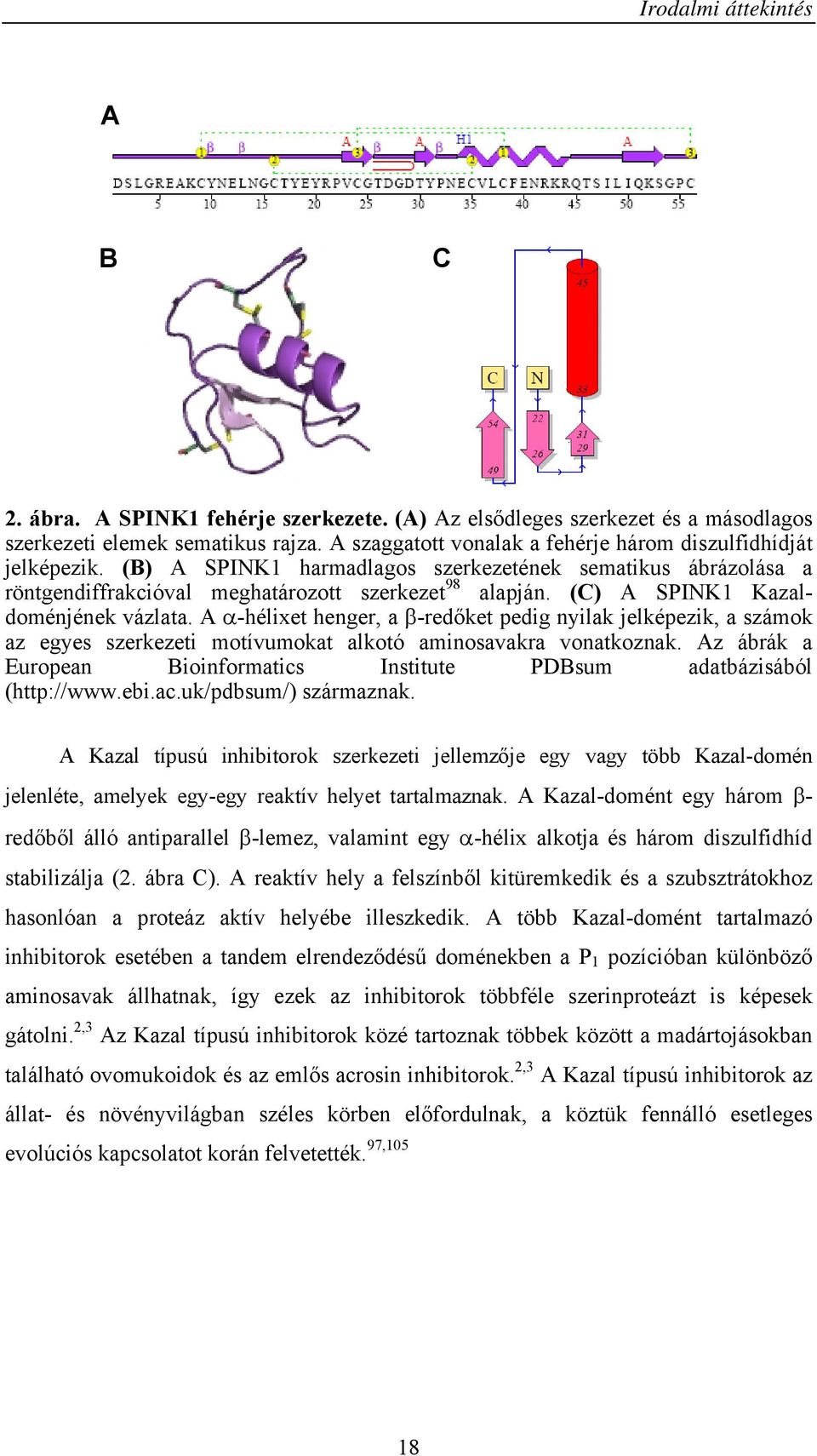 (C) A SPINK1 Kazaldoménjének vázlata. A α-hélixet henger, a β-redőket pedig nyilak jelképezik, a számok az egyes szerkezeti motívumokat alkotó aminosavakra vonatkoznak.