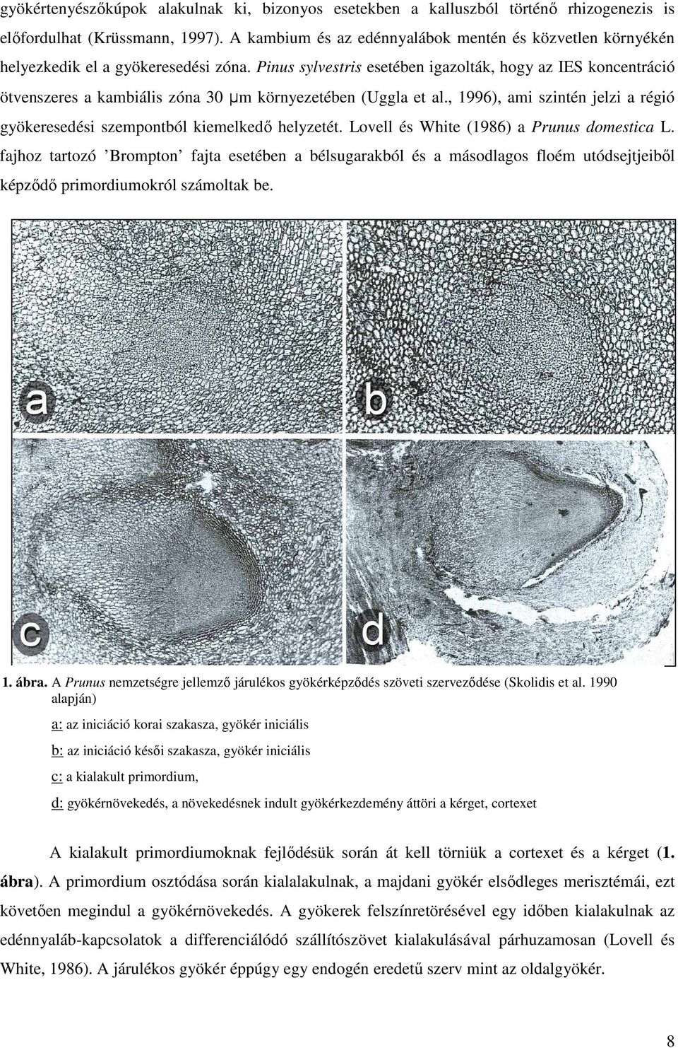 Pinus sylvestris esetében igazolták, hogy az IES koncentráció ötvenszeres a kambiális zóna 30 µm környezetében (Uggla et al.