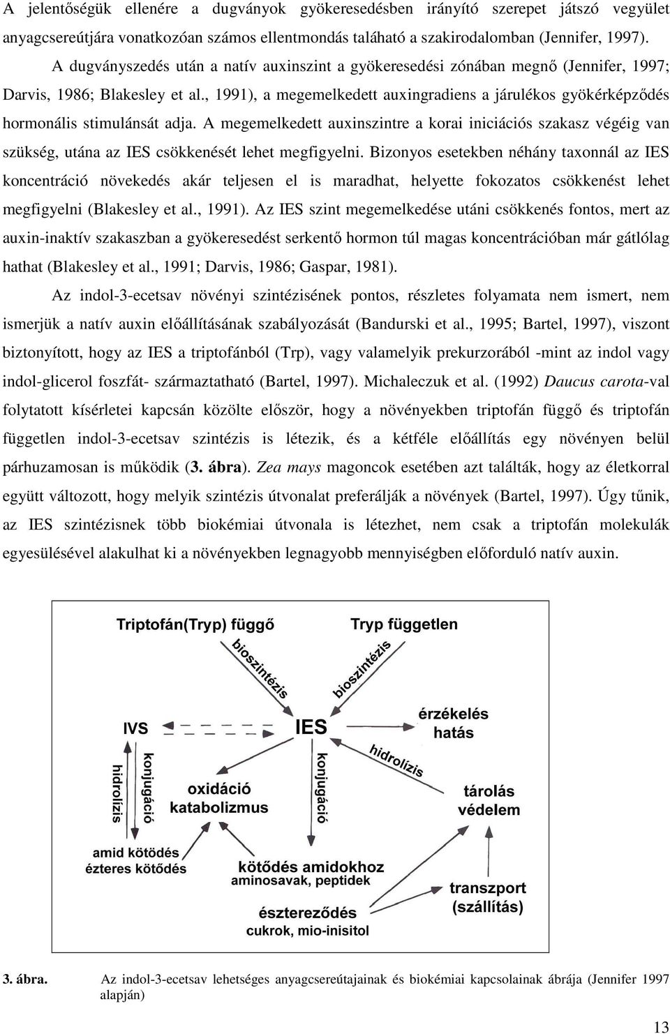 , 1991), a megemelkedett auxingradiens a járulékos gyökérképződés hormonális stimulánsát adja.