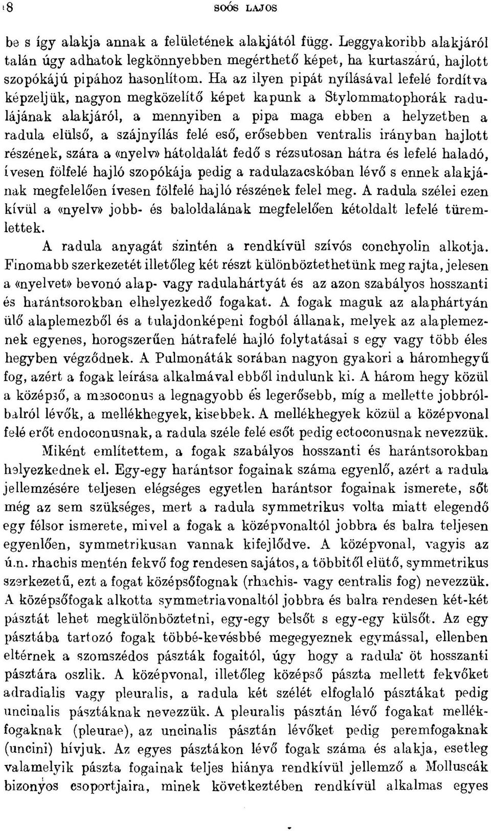 szájnyílás felé eső, erősebben ventralis irányban hajlott részének, szára a «nyelv» hátoldalát fedő s rézsútosan hátra és lefelé haladó, ívesen fölfelé hajló szopókája pedig a radulazacskóban lévő s