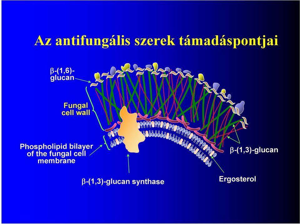 Phospholipid bilayer of the fungal cell