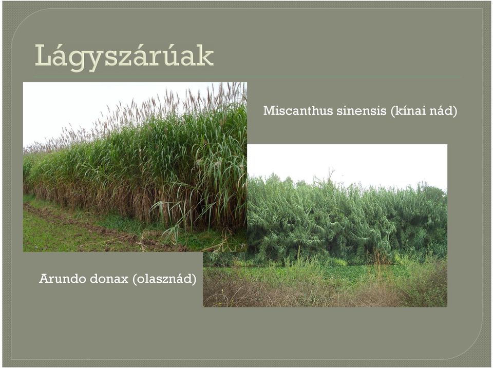 Miscanthus