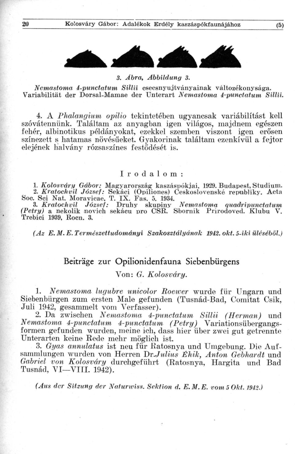 Találtam az anyagban igen világos, majdnem egésze n fehér, albinotikus példányokat, ezekkel szemben viszont igen erősen színezett s hatamas növésűeket.