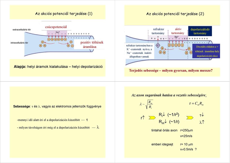 áramok kialakulása helyi depolarizáció Terjedés sebessége milyen gyorsan, milyen messze?