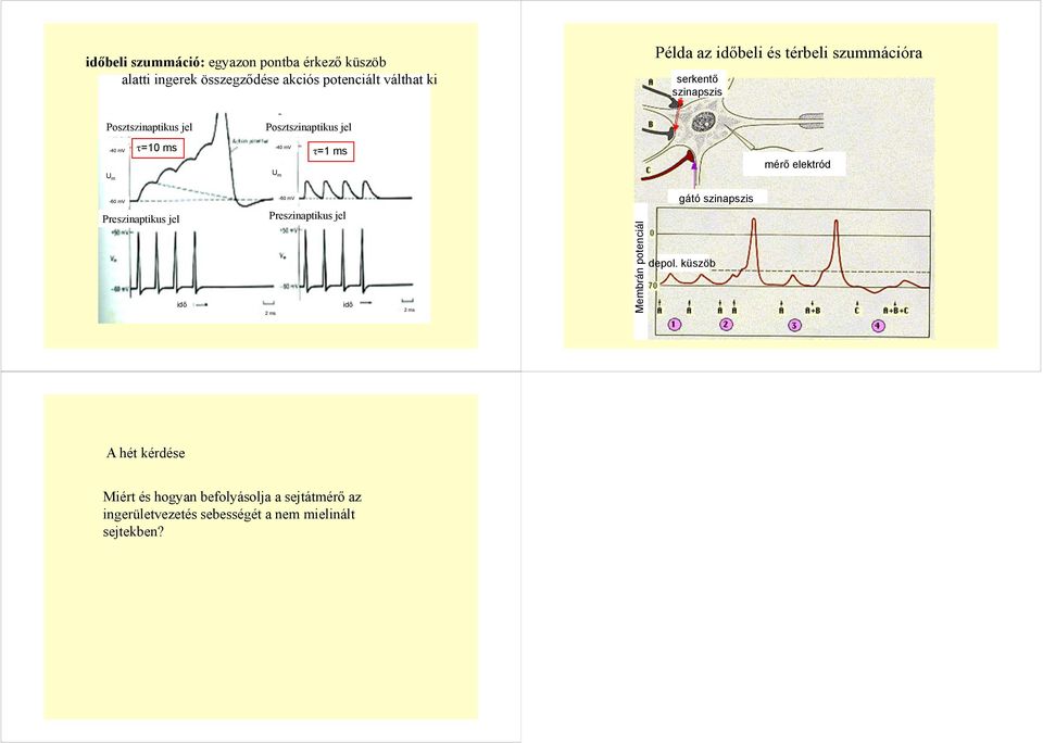mérő elektród -60 mv -60 mv gátó szinapszis Preszinaptikus jel idő Preszinaptikus jel idő 2 ms 2 ms Membrán potenciál
