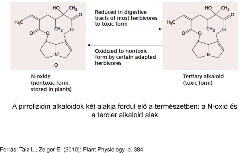 a tercier alkaloid alak Forrás: Taiz L.