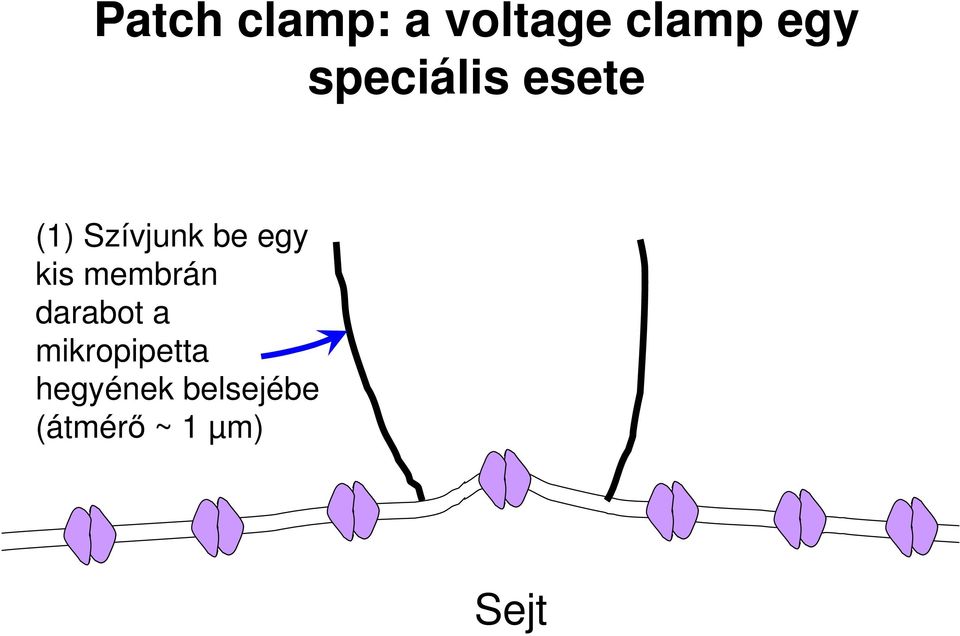 kis membrán darabot a mikropipetta