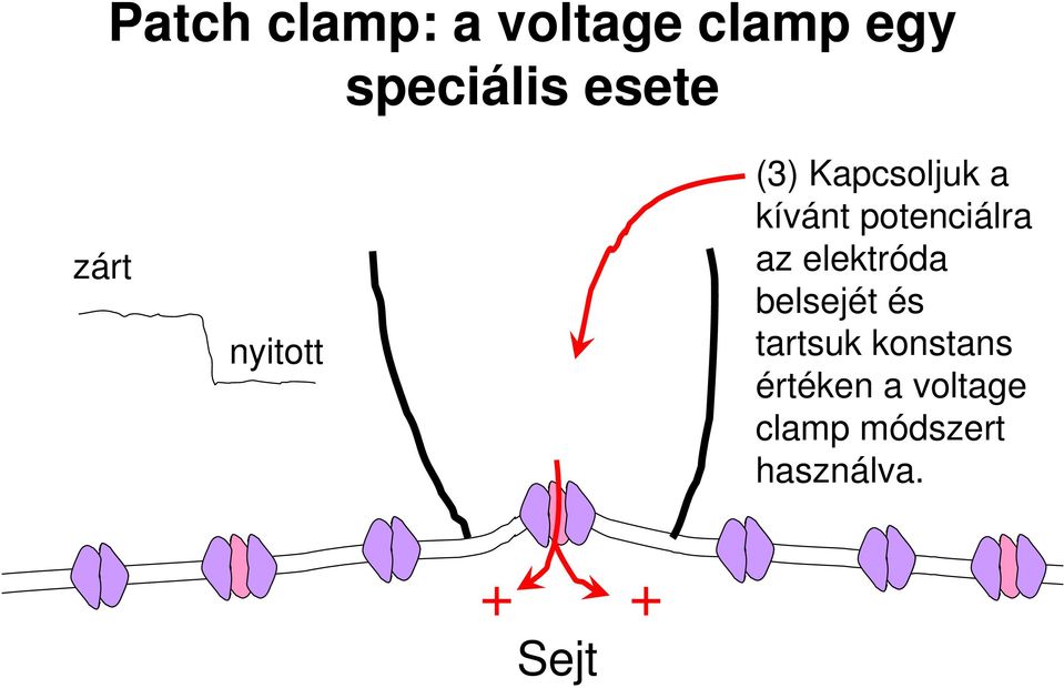 potenciálra az elektróda belsejét és tartsuk