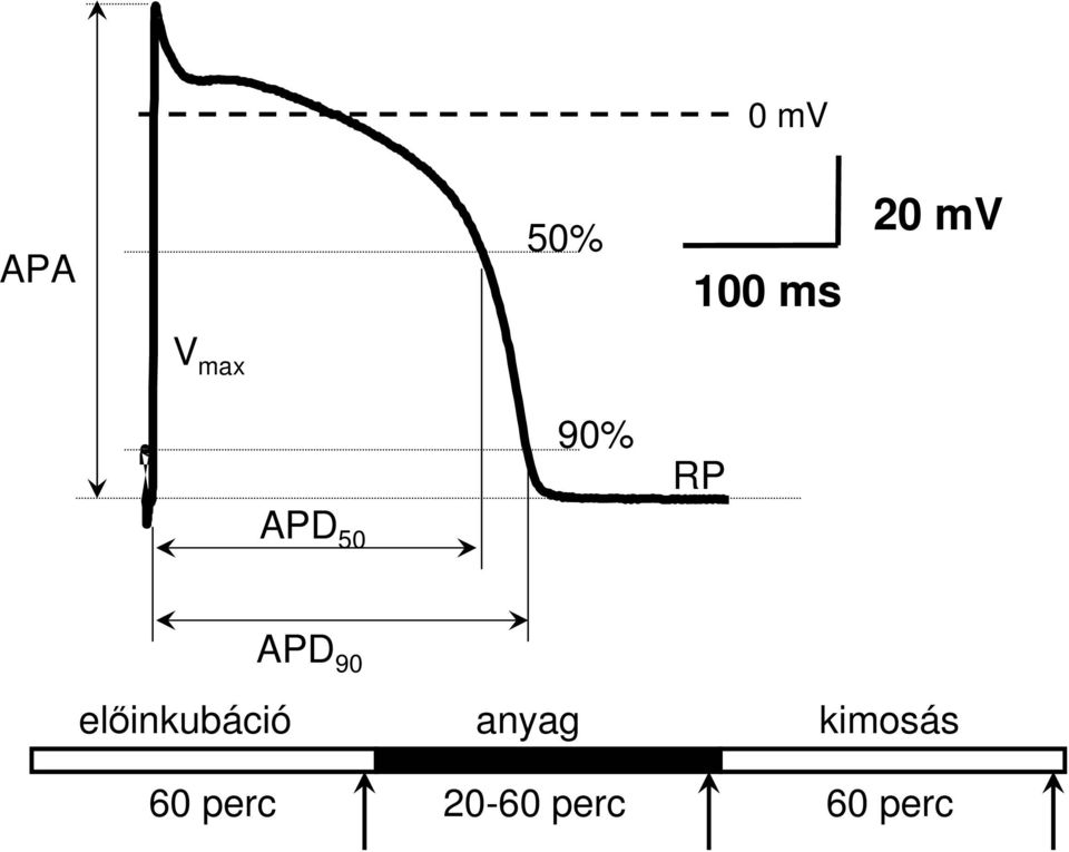 elıinkubáció APD 90 anyag