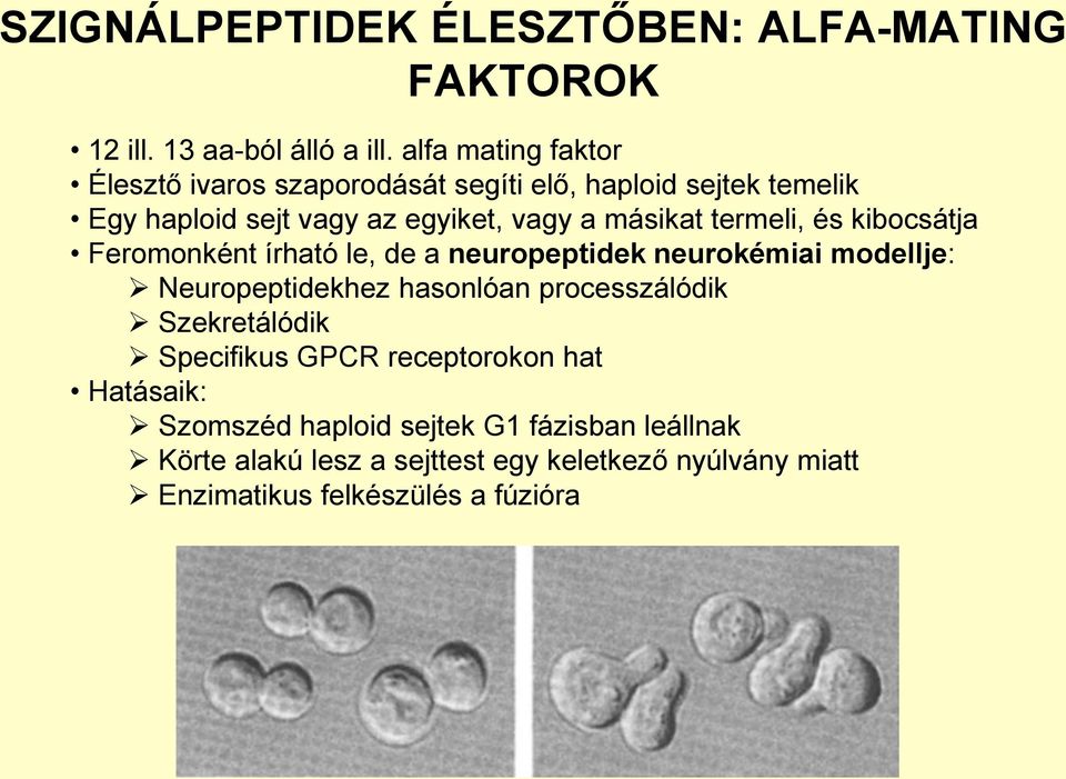 termeli, és kibocsátja Feromonként írható le, de a neuropeptidek neurokémiai modellje: Neuropeptidekhez hasonlóan processzálódik