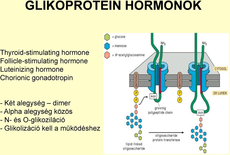 Chorionic gonadotropin - Két alegység dimer - Alpha