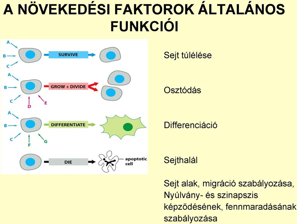 alak, migráció szabályozása, Nyúlvány- és