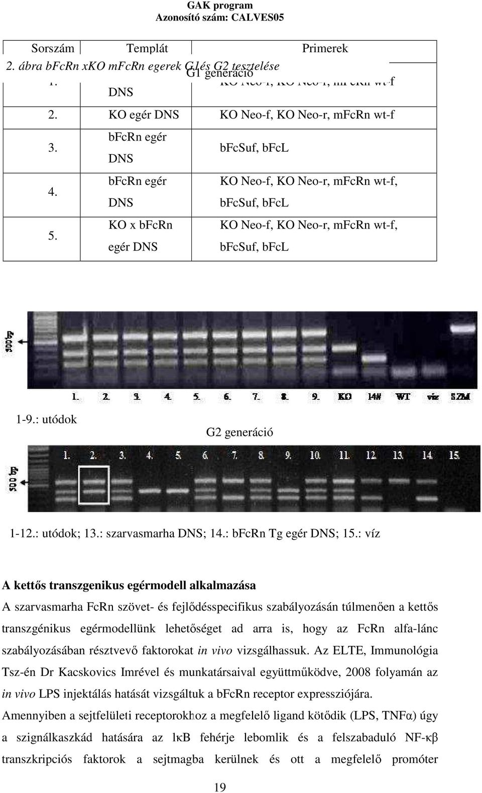 : szarvasmarha DNS; 14.: bfcrn Tg egér DNS; 15.