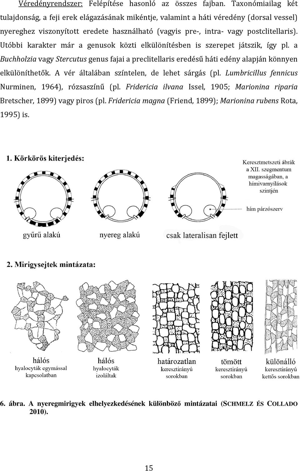 Utóbbi karakter már a genusok közti elkülönítésben is szerepet játszik, így pl. a Buchholzia vagy Stercutus genus fajai a preclitellaris eredésű háti edény alapján könnyen elkülöníthetők.