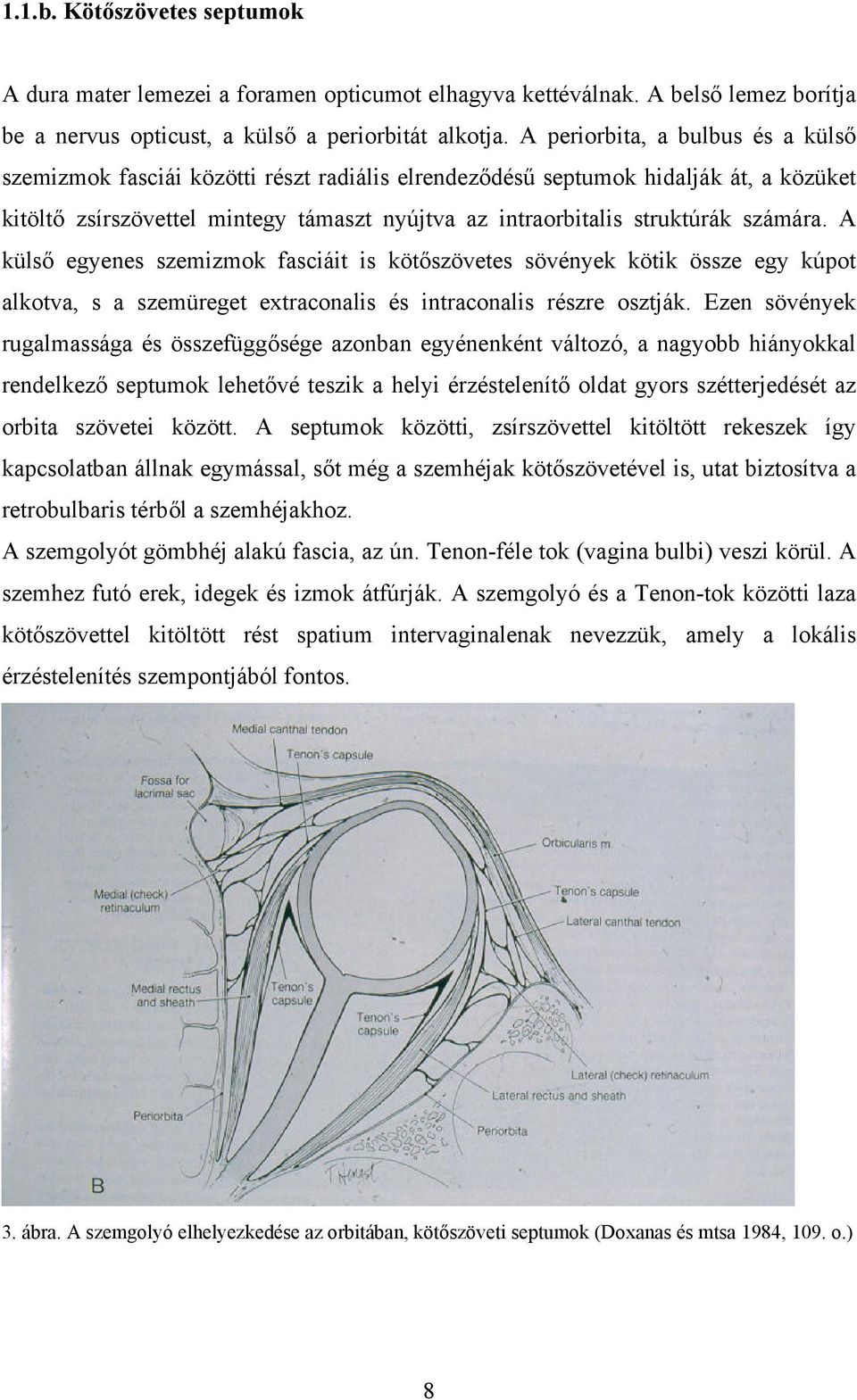 számára. A külső egyenes szemizmok fasciáit is kötőszövetes sövények kötik össze egy kúpot alkotva, s a szemüreget extraconalis és intraconalis részre osztják.