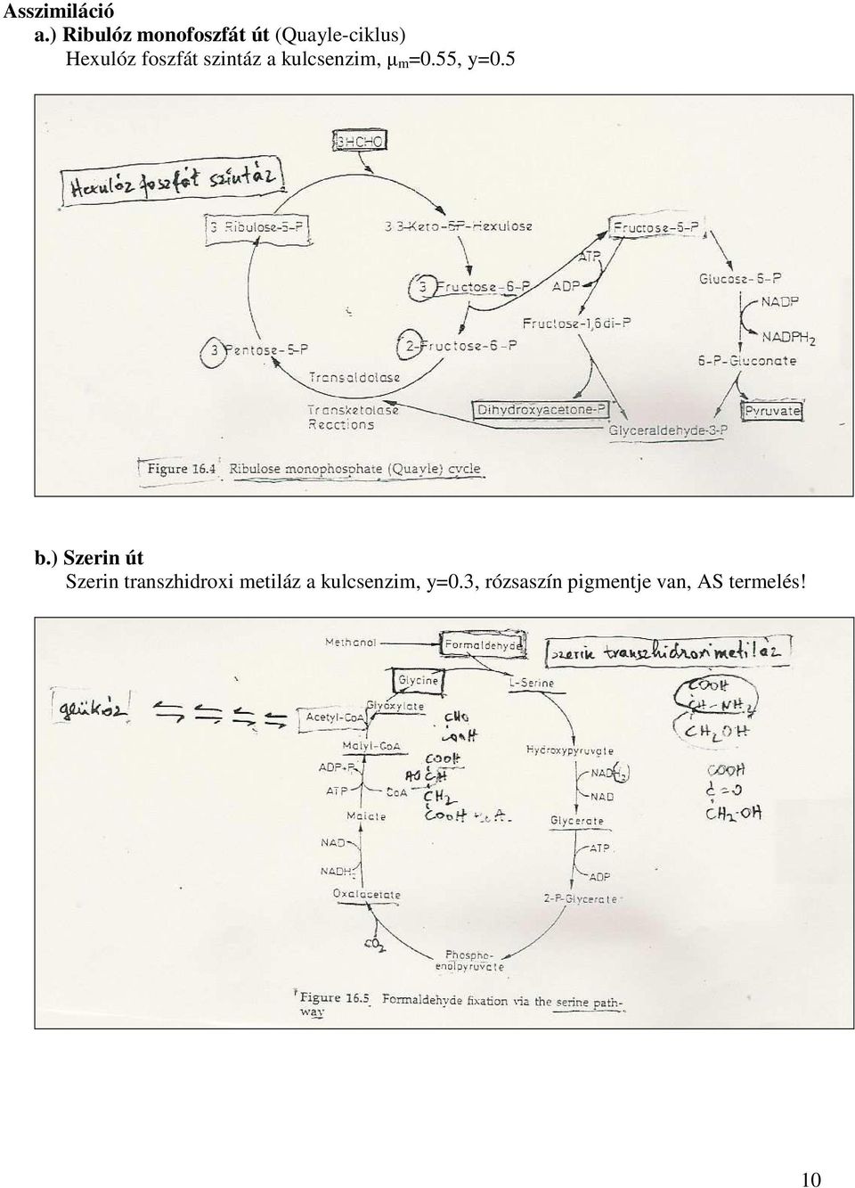 foszfát szintáz a kulcsenzim, µ m =0.55, y=0.5 b.