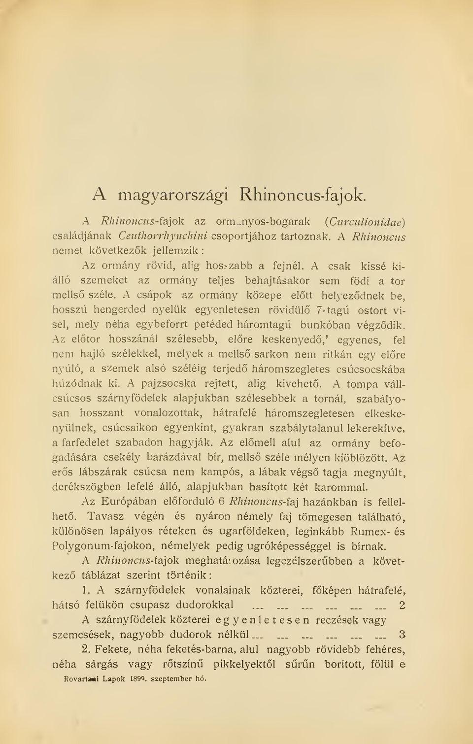 A csápok az ormány közepe eltt helyezdnek be, hosszú hengerded nyelük egyenletesen rövidül 7- tagú ostort visel, mely néha egybeforrt petéded háromtagú bunkóban végzdik.