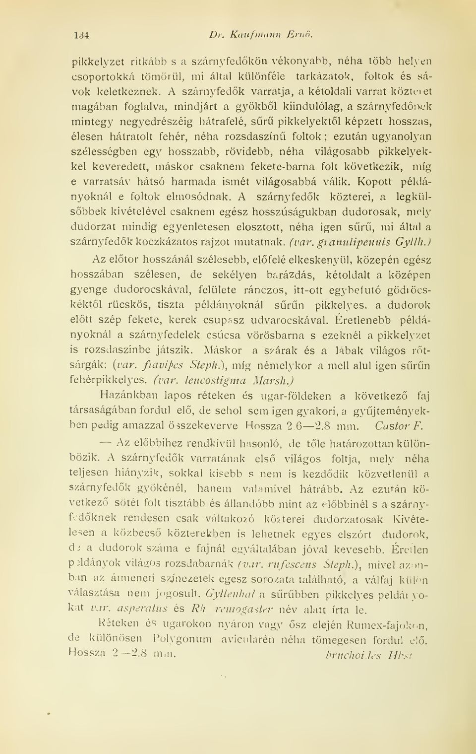 fehér, néha rozsdaszín foltok ; ezután ugyanolyan szélességben egy hosszabb, rövidebb, néha világosabb pikkelyekkel keveredett, máskor csaknem fekete-barna folt következik, míg e varratsáv hátsó