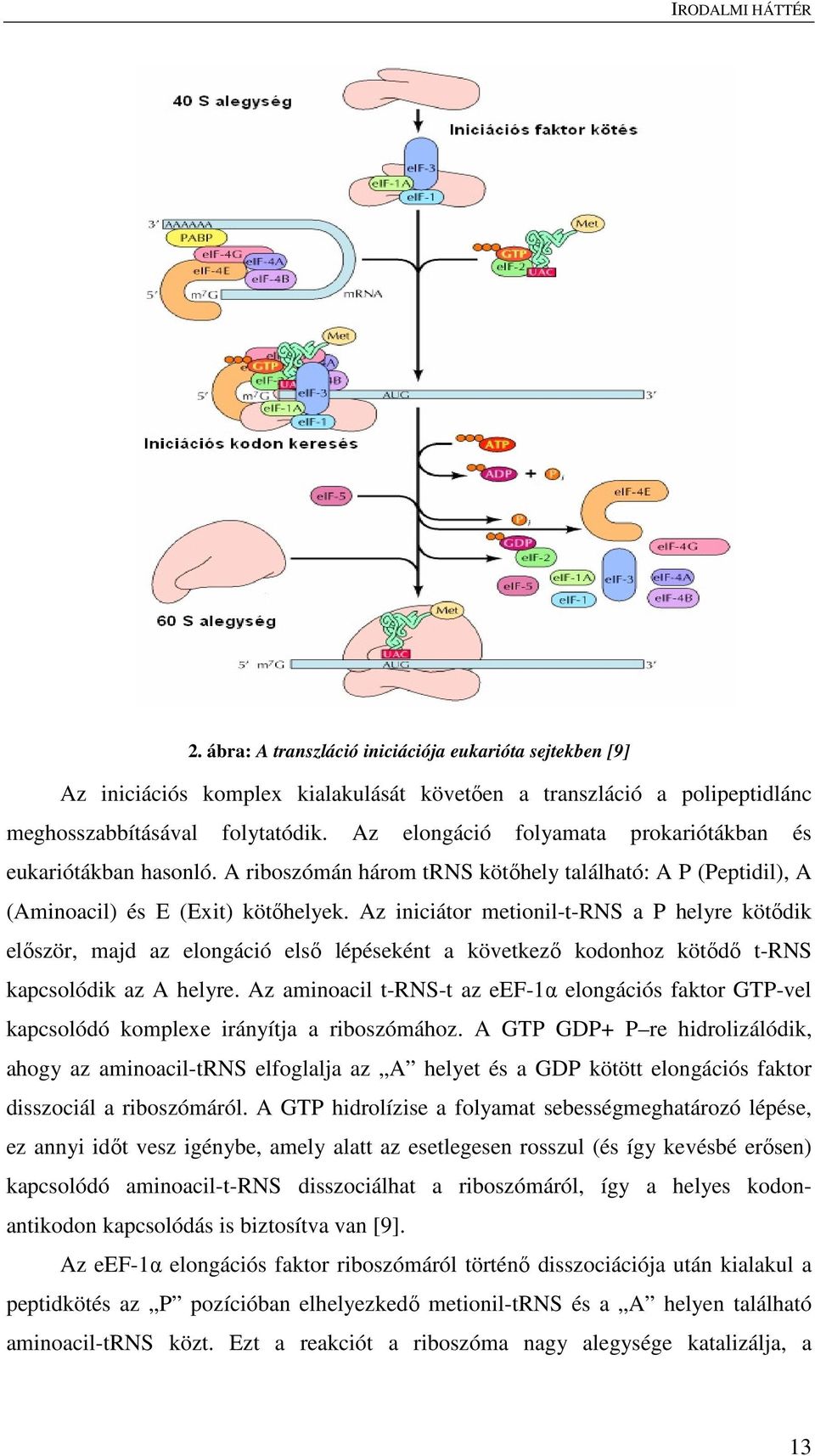 Az iniciátor metionil-t-rns a P helyre kötődik először, majd az elongáció első lépéseként a következő kodonhoz kötődő t-rns kapcsolódik az A helyre.