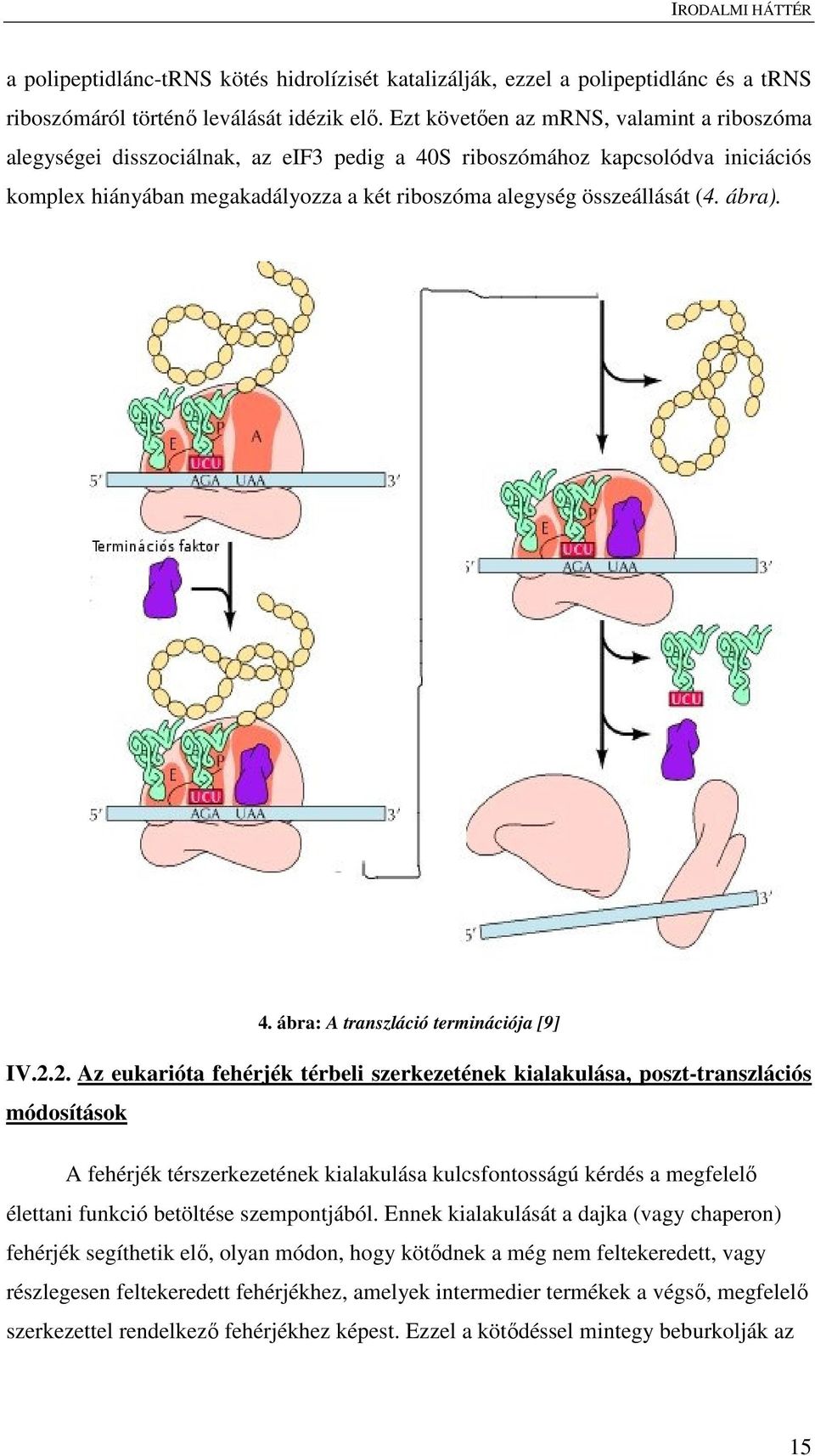 ábra). 4. ábra: A transzláció terminációja [9] IV.2.