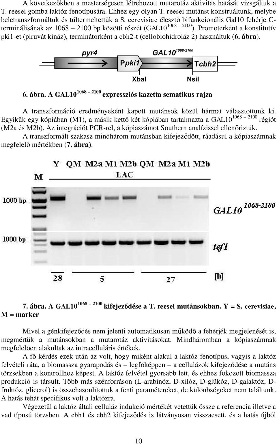 Promoterként a konstitutív pki1-et (piruvát kináz), terminátorként a cbh2-t (cellobiohidroláz 2) használtuk (6. ábra)