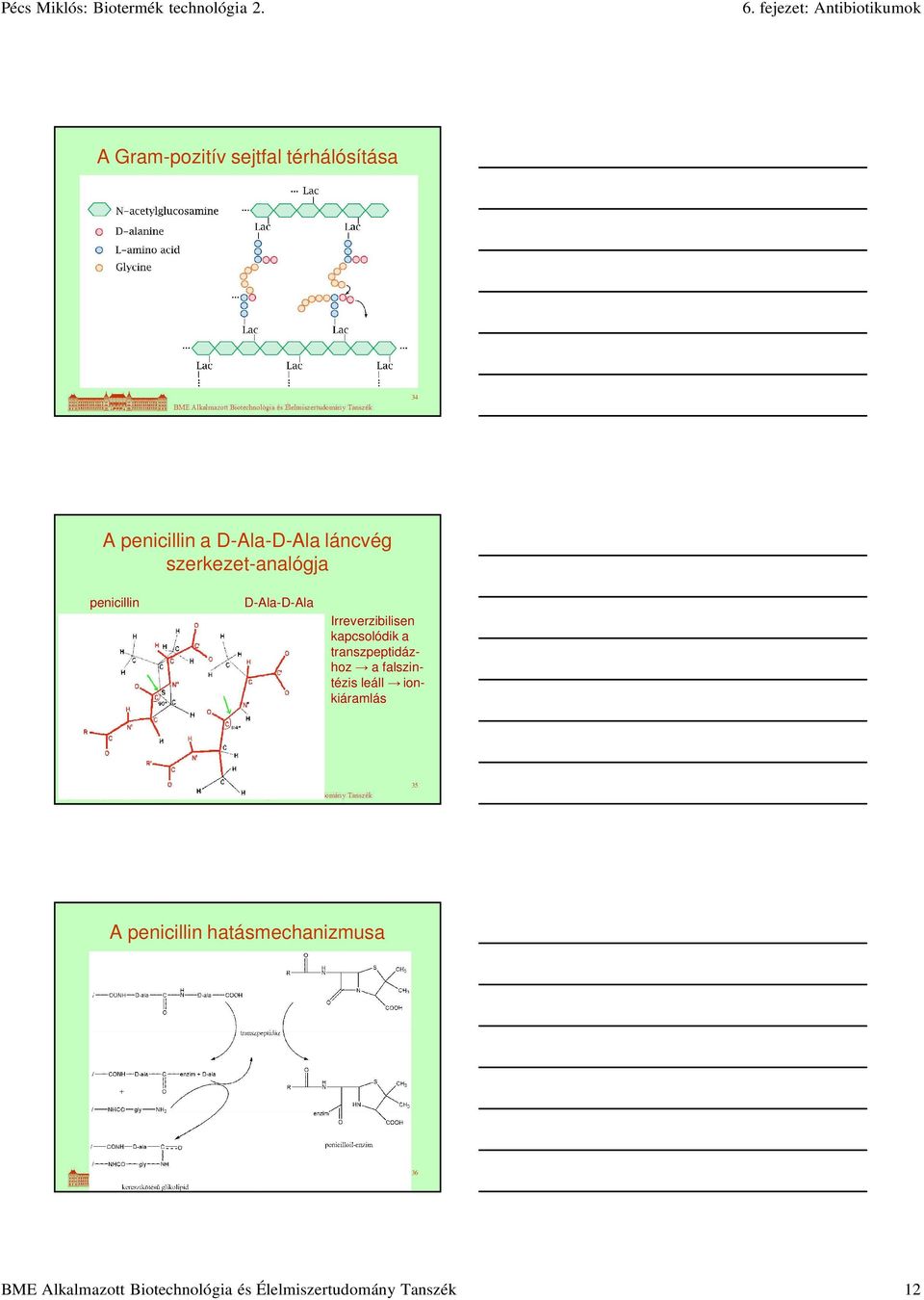 transzpeptidázhoz afalszintézis leáll ionkiáramlás 35 A penicillin