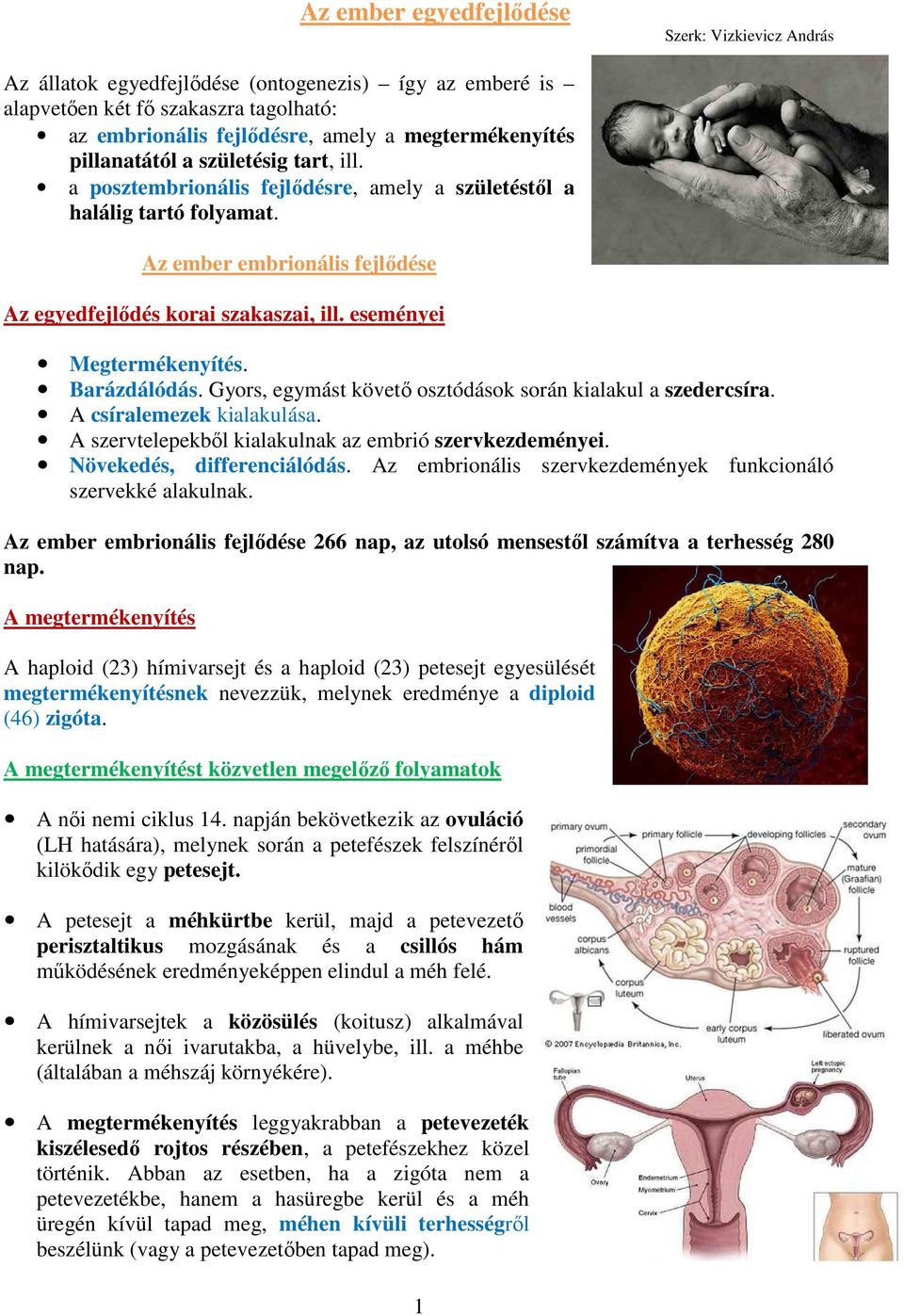 eseményei Megtermékenyítés. Barázdálódás. Gyors, egymást követő osztódások során kialakul a szedercsíra. A csíralemezek kialakulása. A szervtelepekből kialakulnak az embrió szervkezdeményei.