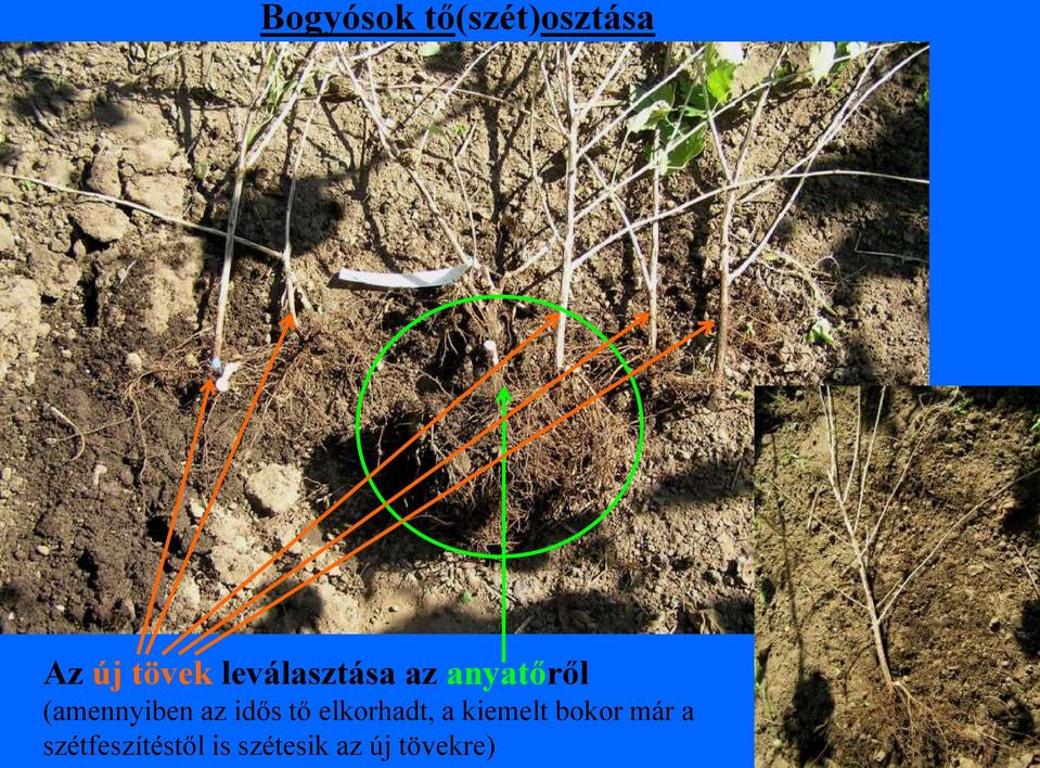 idős tő elkorhadt, a kiemelt bokor már a