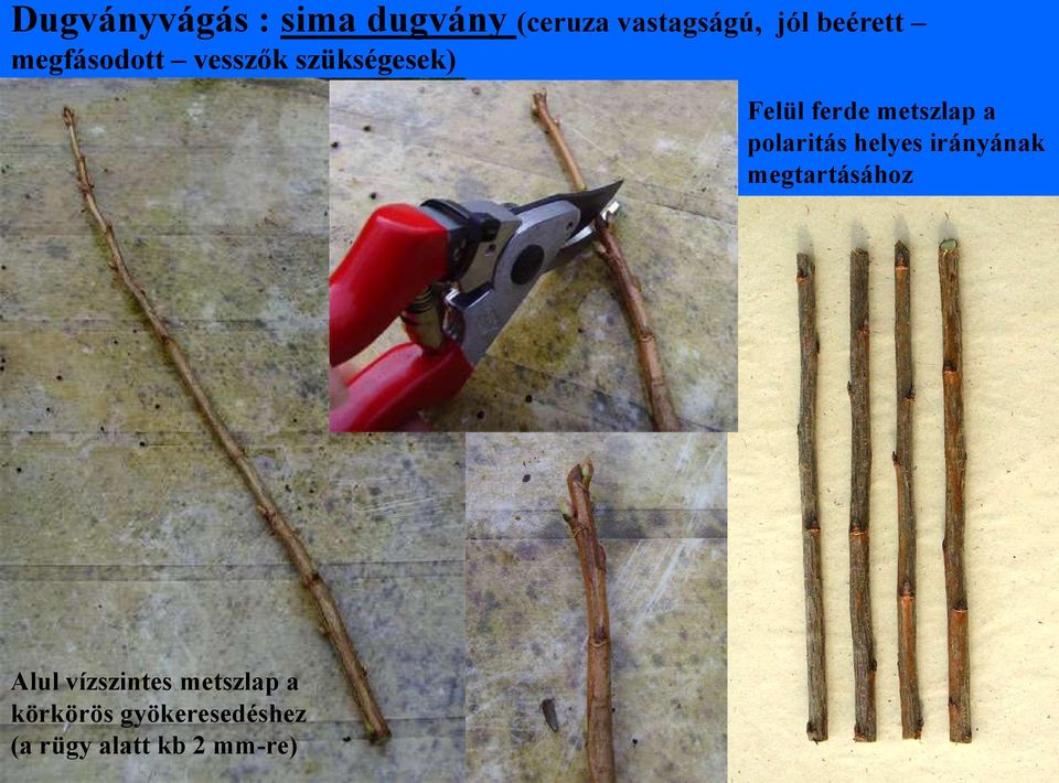 metszlap a polaritás helyes irányának megtartásához Alul