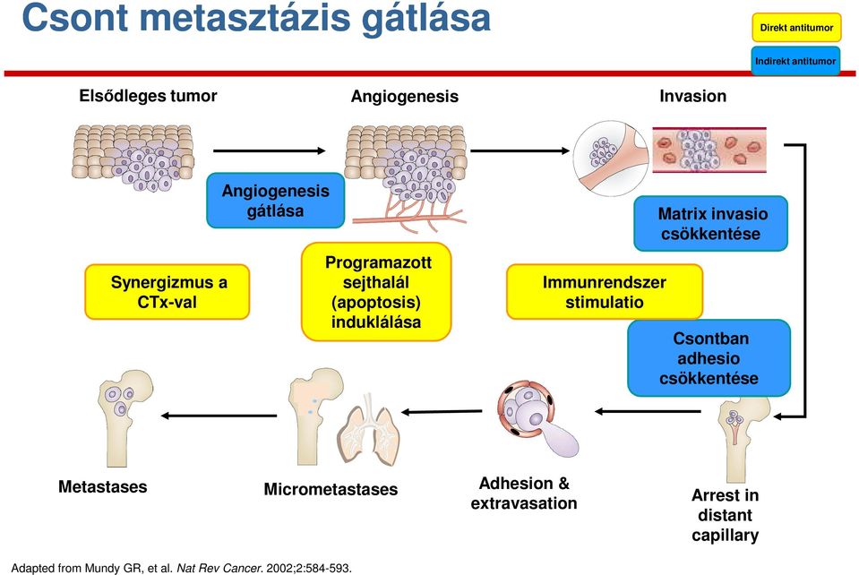 stimulatio Matrix invasio csökkentése Csontban adhesio csökkentése Metastases Micrometastases Adhesion
